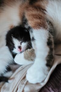 Zoltan Tasi - NeposlušnéTlapky kitten sleeping with cat