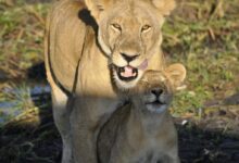 brown lioness