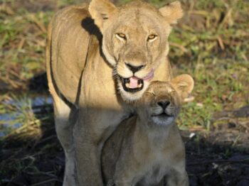 brown lioness