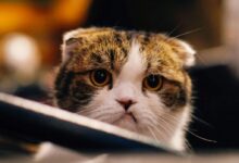 brown and white cat in shallow focus shot