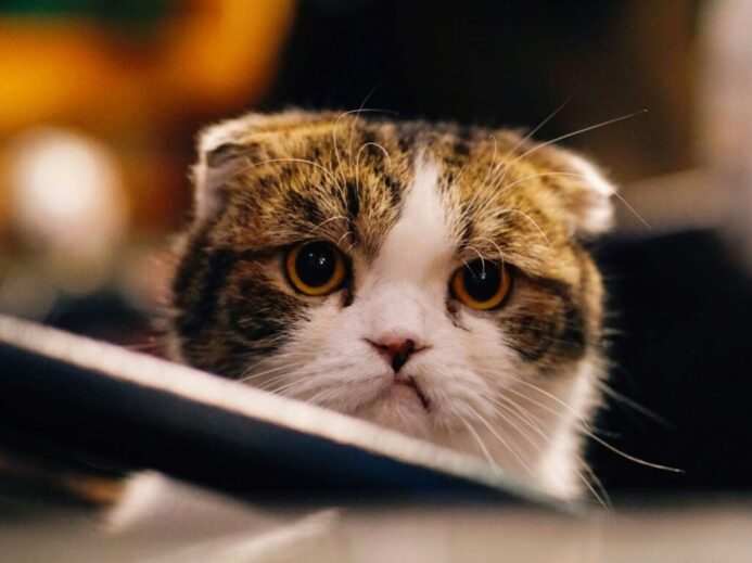 brown and white cat in shallow focus shot
