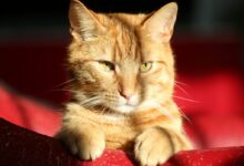 orange tabby cat lying on red textile
