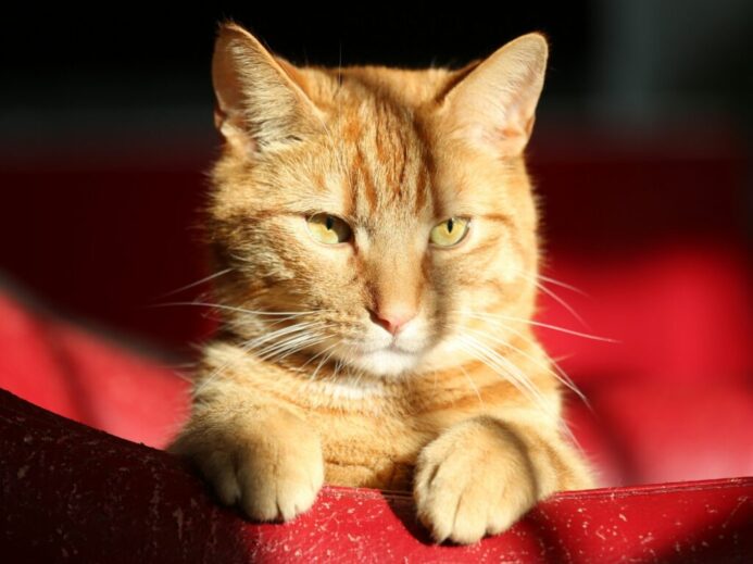 orange tabby cat lying on red textile
