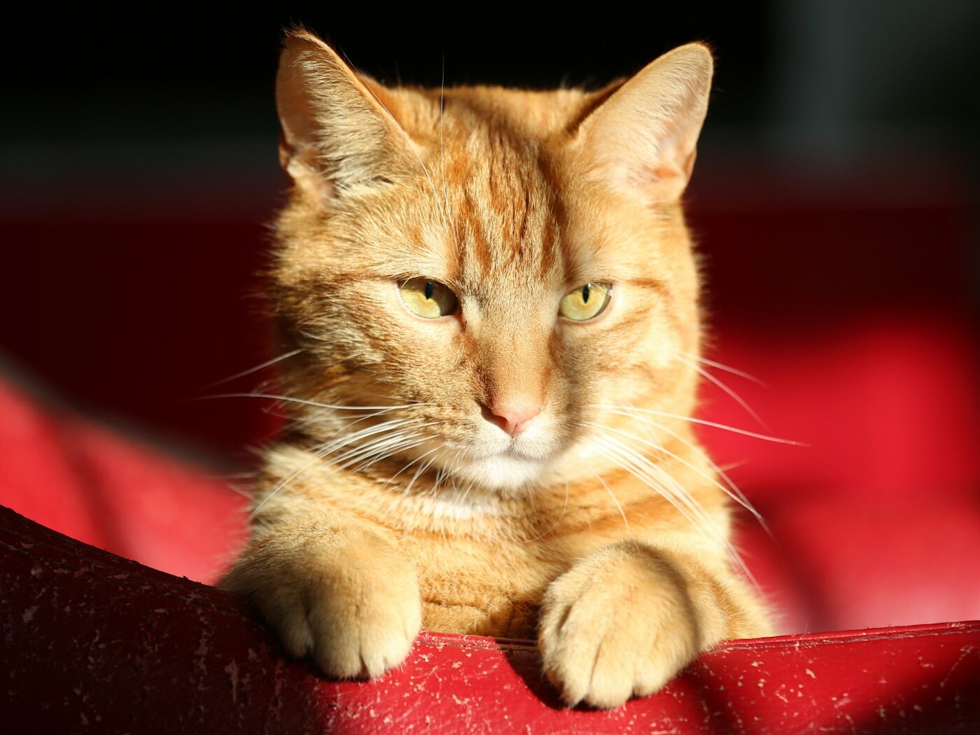 orange tabby cat lying on red textile