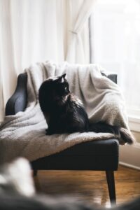 Kari Shea - NeposlušnéTlapky black cat on gray textile over black chair