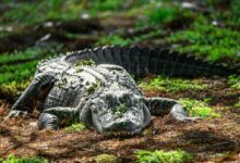 an alligator laying on the ground in the grass