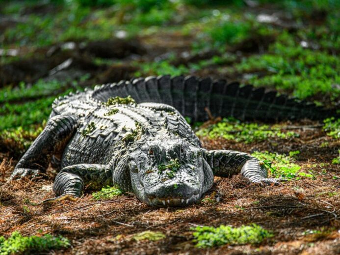 an alligator laying on the ground in the grass