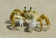 brown crab on white sand