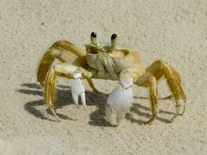 brown crab on white sand