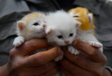 person holding white kitten during daytime