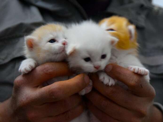 person holding white kitten during daytime