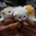 person holding white kitten during daytime