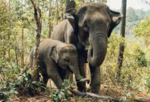 two elephants near trees