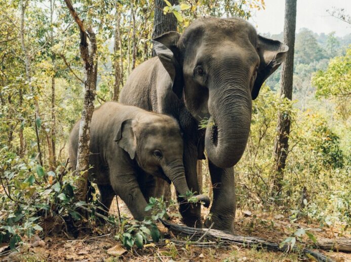 two elephants near trees