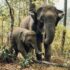 two elephants near trees