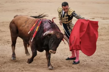 Toreador stojí v aréně proti býkovi