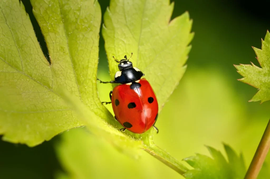 Sedmibodová beruška (Coccinella septempunctata) leze po světle zeleném listu