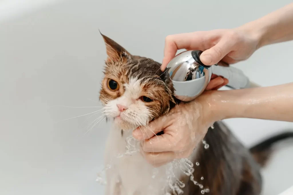 Shutterstock_2589628493 - NeposlušnéTlapky Kočka se koupe ve vaně