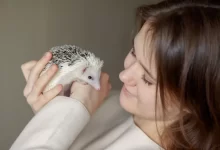 Dívka a ježek