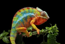 Výrazně zbarvený chameleon na černém pozadí