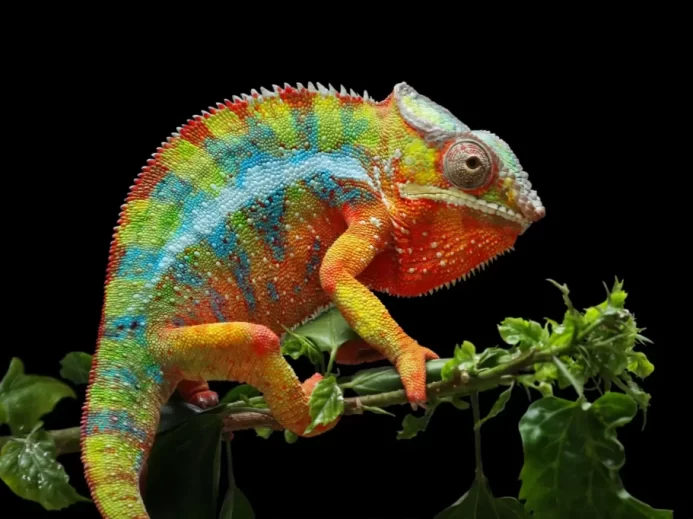 Výrazně zbarvený chameleon na černém pozadí