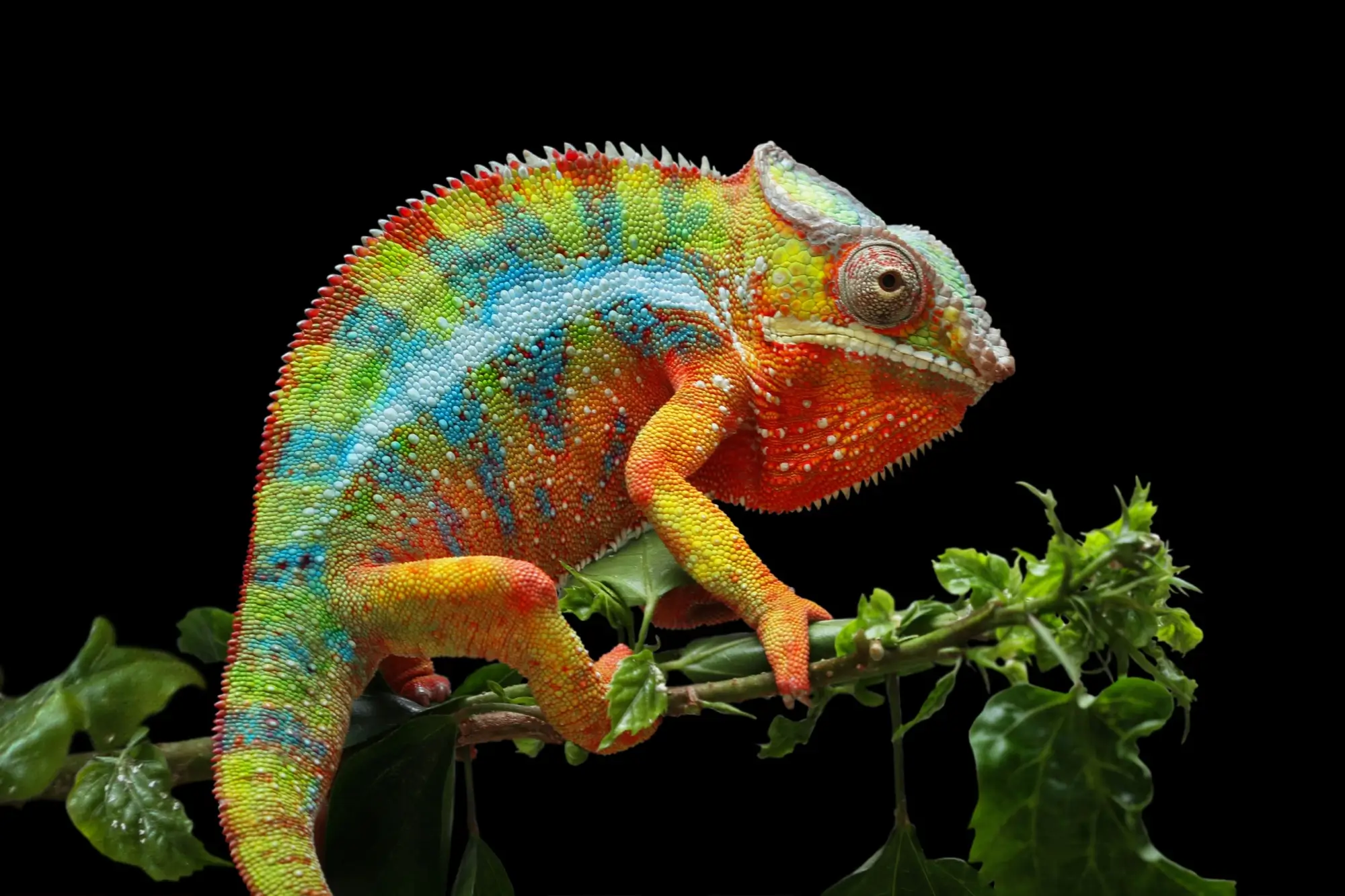 Výrazně zbarvený chameleon na černém pozadí