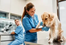 Pes u veterináře, sestra vyšetřuje, lékař v pozadí