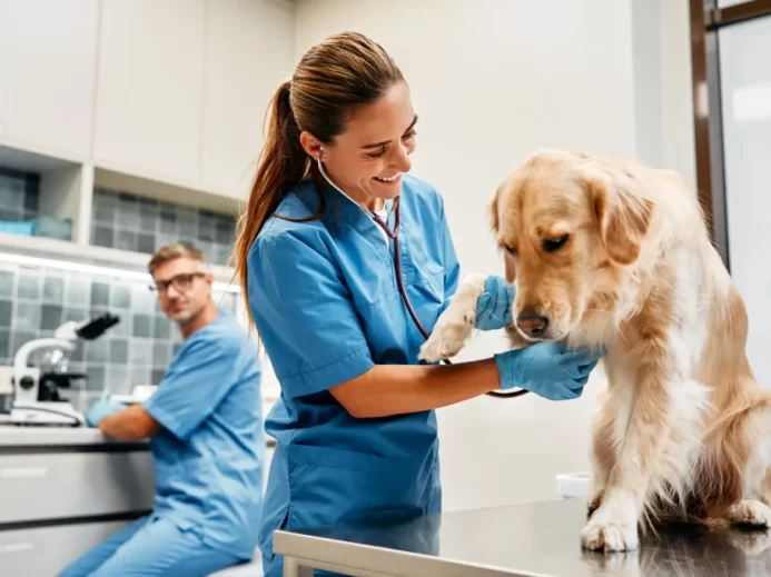 Pes u veterináře, sestra vyšetřuje, lékař v pozadí
