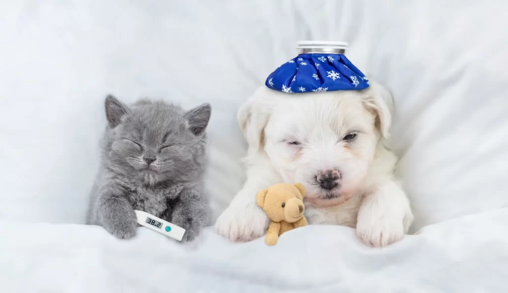 dog2 - NeposlušnéTlapky Nemocný pes a kočka v posteli
