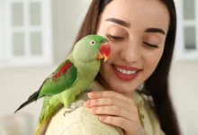Žena papoušek domácí mazlíček na rameni radost