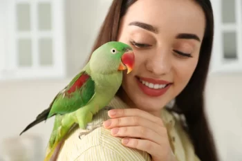 Žena papoušek domácí mazlíček na rameni radost
