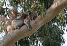 Koala s mládětem na zádech