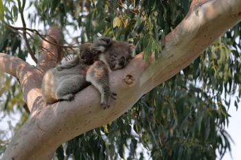 Koala s mládětem na zádech
