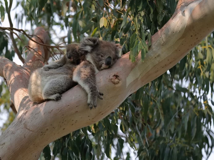 Koala s mládětem na zádech