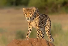 Gepard číhající na kameni