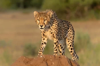 Gepard číhající na kameni