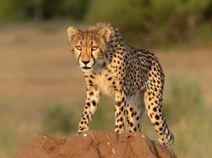 Gepard číhající na kameni