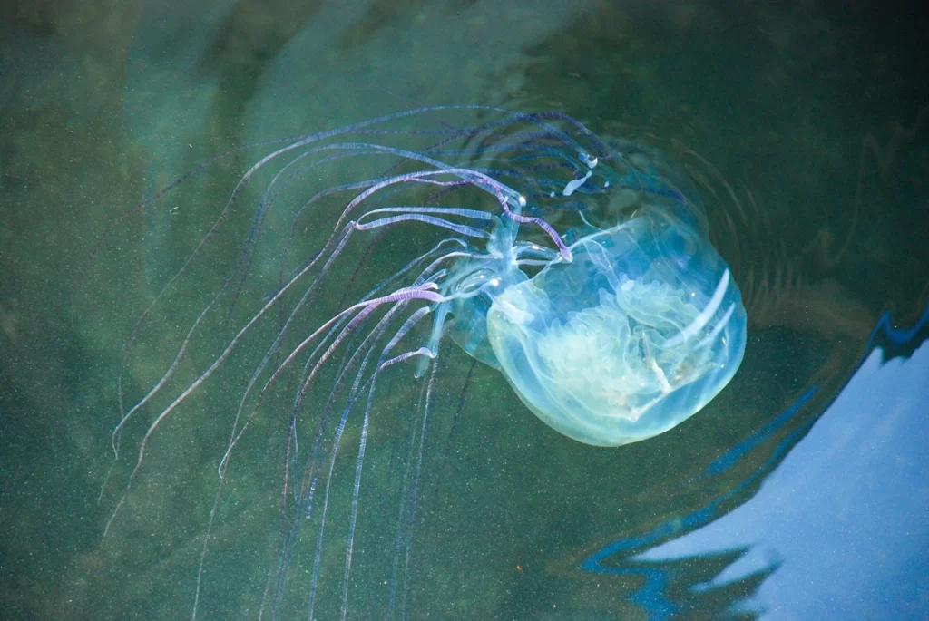 Čtyřhranka Fleckerova dokáže zabít člověka do pár minut - NeposlušnéTlapky Čtyřhranka Fleckerova plovoucí v oceánu