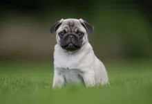 Mops s typickým plochým nosem sedí ve vysoké trávě