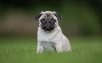 Mops s typickým plochým nosem sedí ve vysoké trávě
