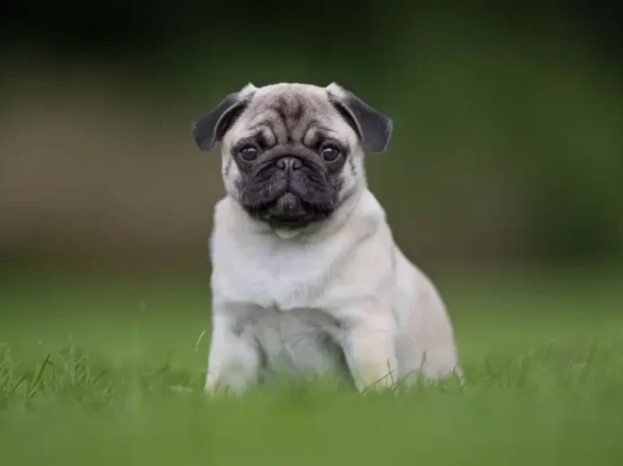 Mops s typickým plochým nosem sedí ve vysoké trávě