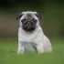 Mops s typickým plochým nosem sedí ve vysoké trávě