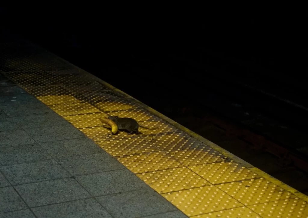 Krysy neodmyslitelně patří k New York City. Zde je jedna zachycena v tamějším metru, Foto: Shutterstock - NeposlušnéTlapky Krysa v newyorském metru