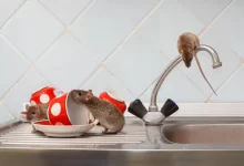 Tři mladí potkani (Rattus norvegicus) a červené hrnky na umyvadle v bytovém domě na pozadí vodovodní baterie v kuchyni