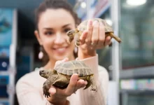 Usměvavá dívka pózuje se dvěma suchozemskými želvami