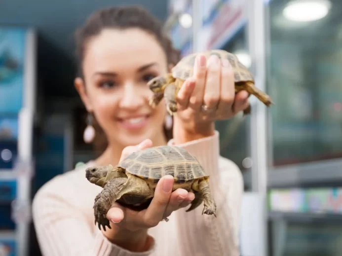 Usměvavá dívka pózuje se dvěma suchozemskými želvami