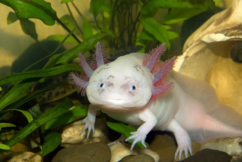 - NeposlušnéTlapky Axolotl plave mezi zelenými vodními rostlinami