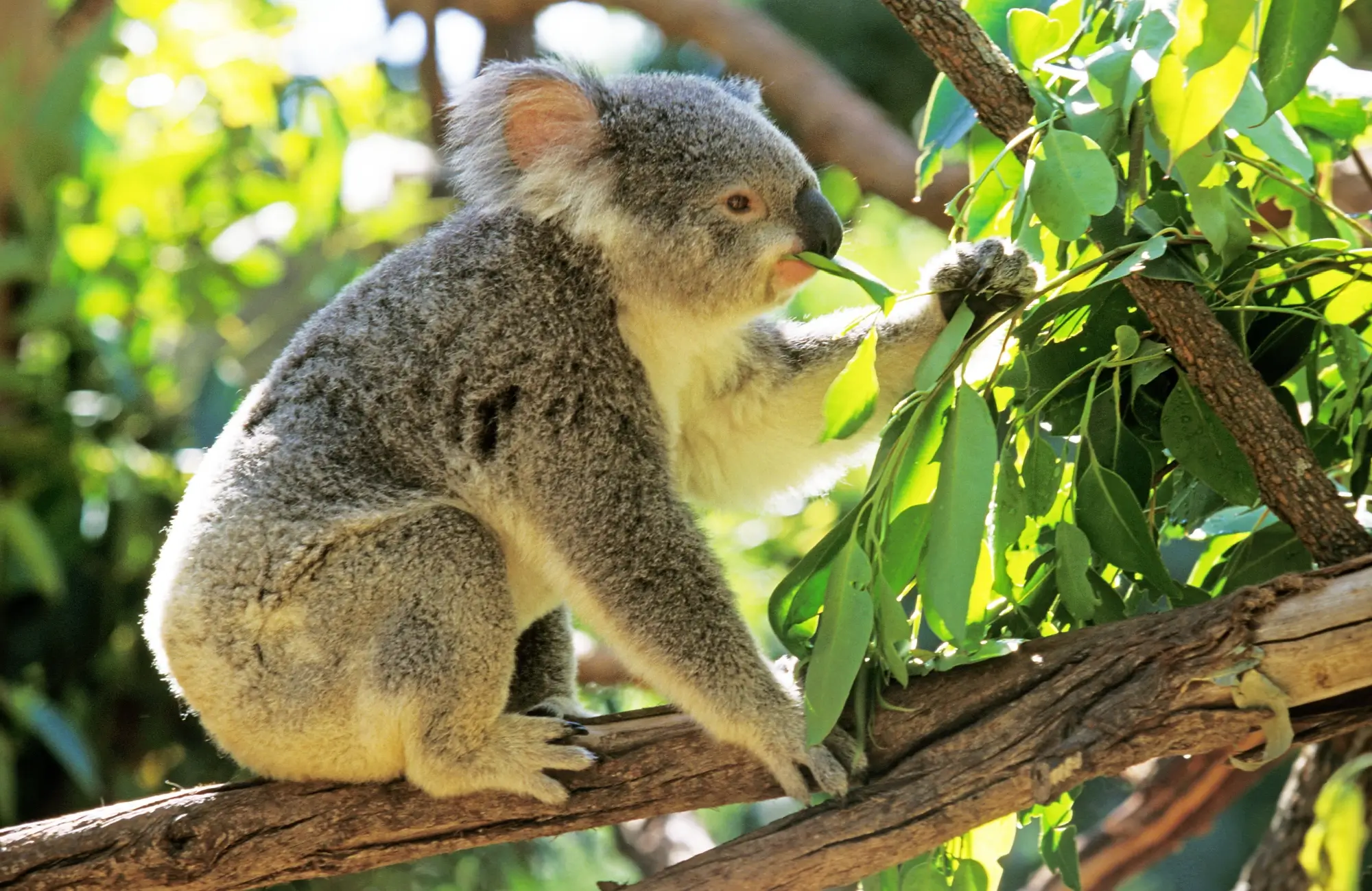 - NeposlušnéTlapky koala