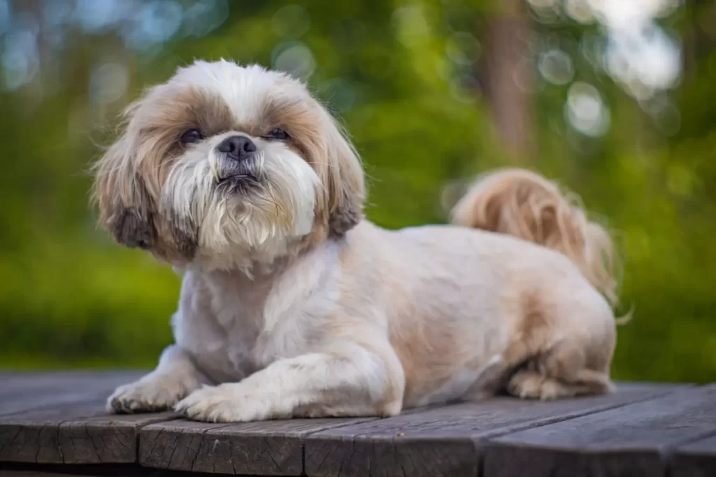 - NeposlušnéTlapky Světlý shih-tzu s dlouhou srstí ležící na lavičce