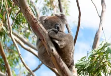 Koala na stromě